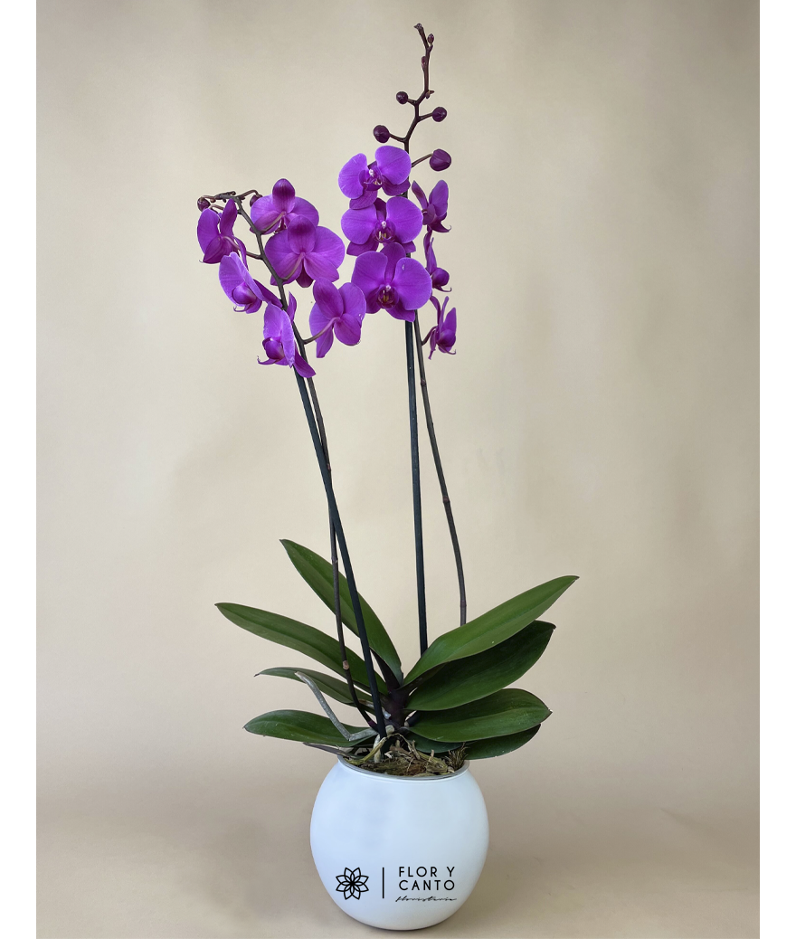 Orquídea morada - Flor y Canto