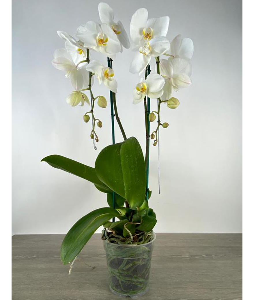Orquídea gigante